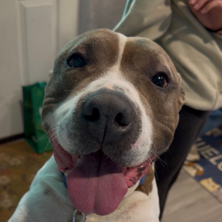 Brumby Brew Partners with Rowquin Rescue: A Brew-tiful Tail
