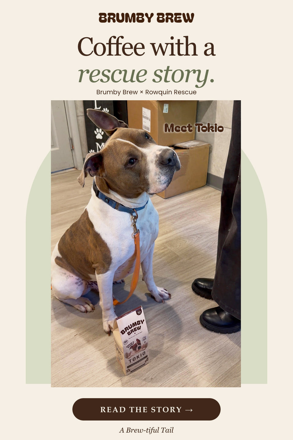 Coffee with a rescue story: Brumby Brew x Rowquin Rescue. Meet Tokio, sitting beside his custom Brumby Brew coffee bag.