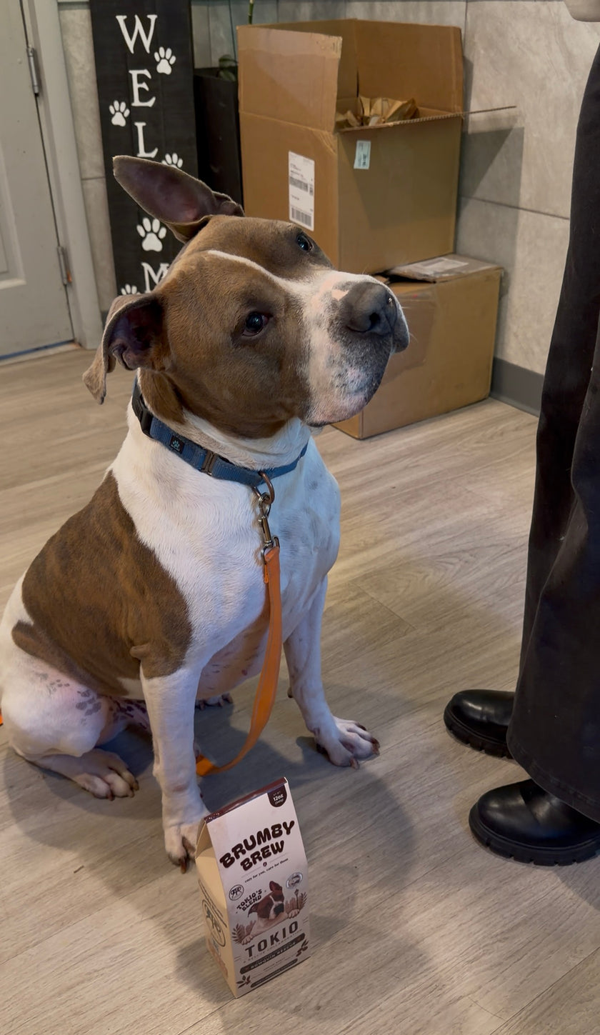 Tokio, a brown and white pit bull mix from Rowquin Rescue, sits beside his custom Brumby Brew coffee bag