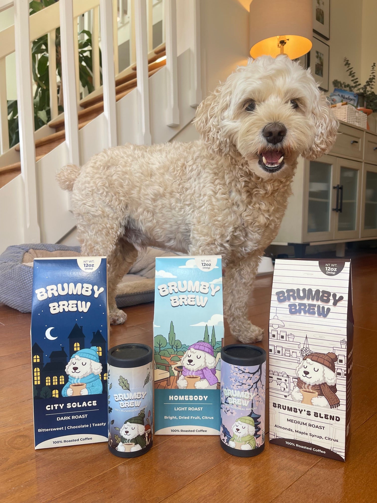 Brumby, a fluffy cockapoo, sitting in a sunny room