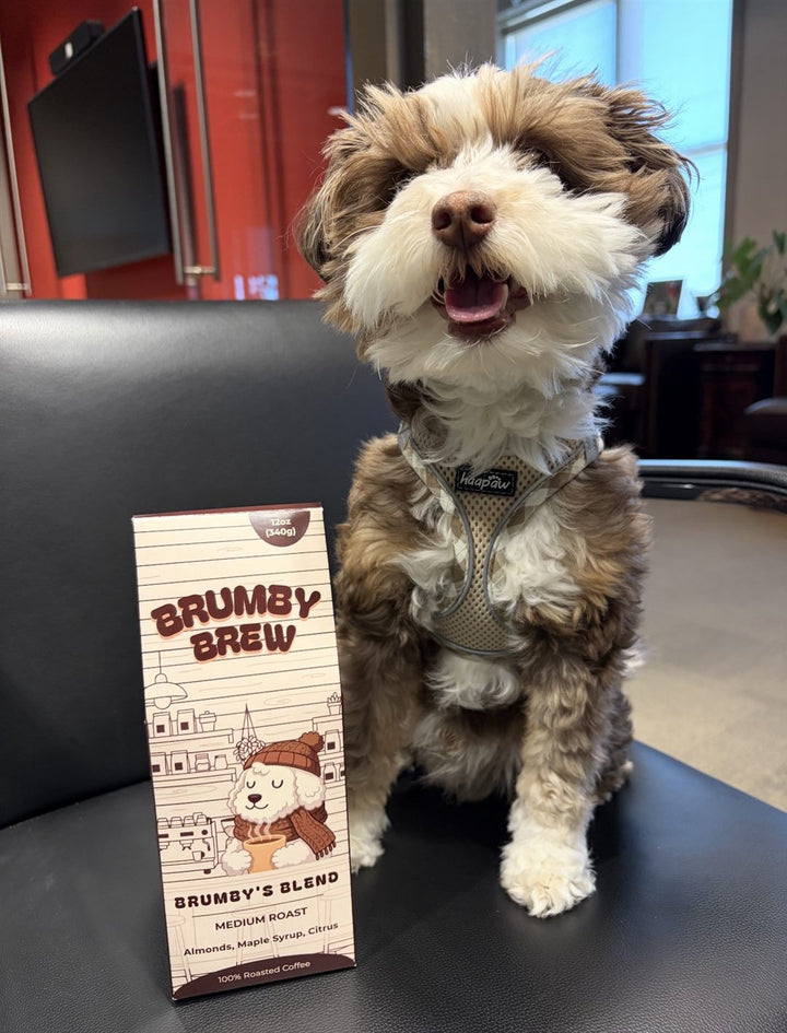 Dog posing with a Brumby Brew coffee box