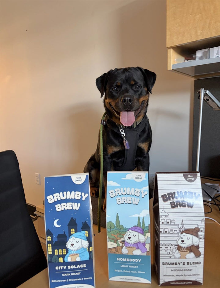 Rottweiler with three Brumby Brew coffee boxes